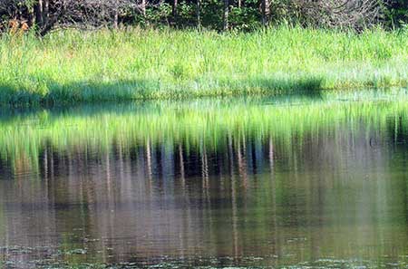 wetland