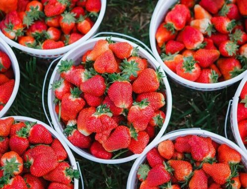 Potomac Mitigation Bank sponsors the Wegmeyer Farm Foundation’s 1st Annual Strawberry Festival in Lincoln, VA